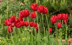 For The Love of FLowers